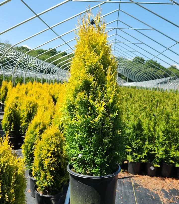 Amber Gold Arborvitae