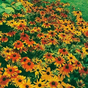 Mr Fothergill's Rudbeckia Rustic Dwarf Mixed Seeds