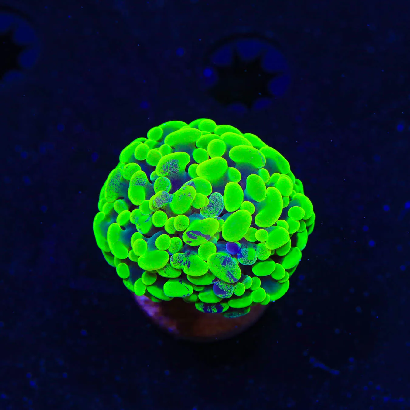 Neon Hammer Coral