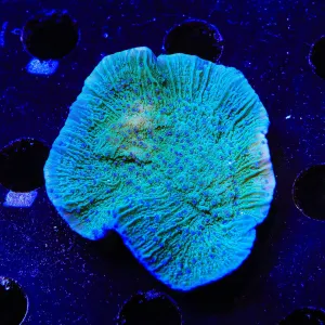 TSA Blueberry Fields Montipora XXL Coral