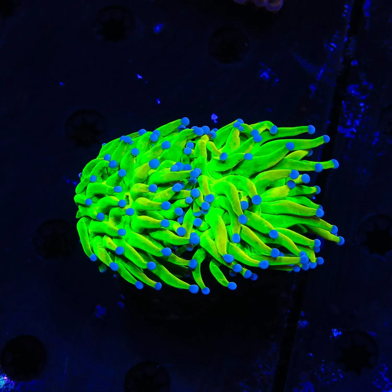 TSA Crazy Grail Multi Heads Torch Coral