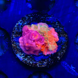 TSA Fruit Swirl Tricolor Grafted Montipora Setosa