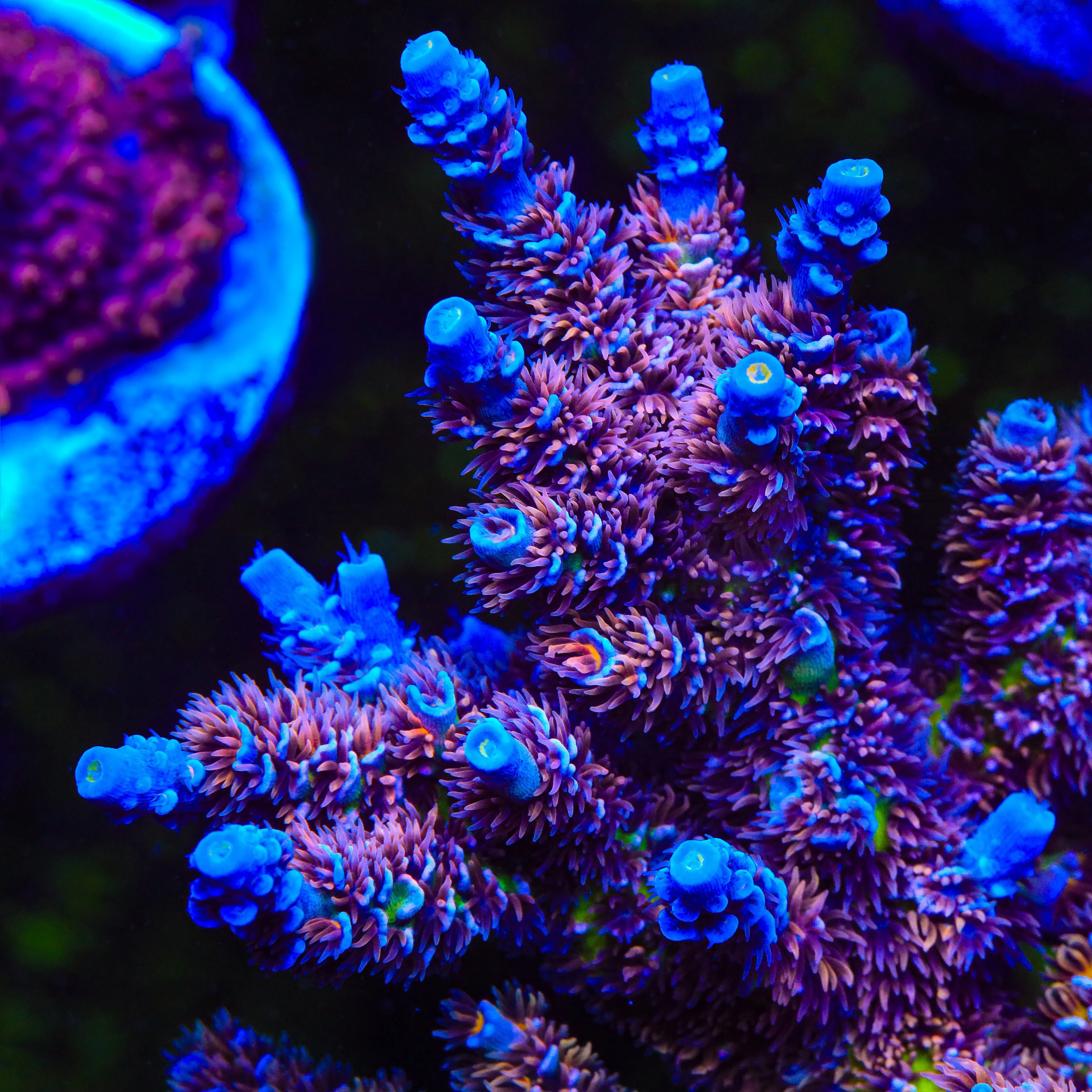 TSA Nebula Acropora Coral