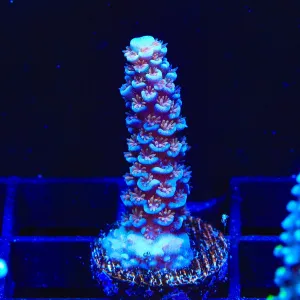 TSA Nebula Acropora Coral