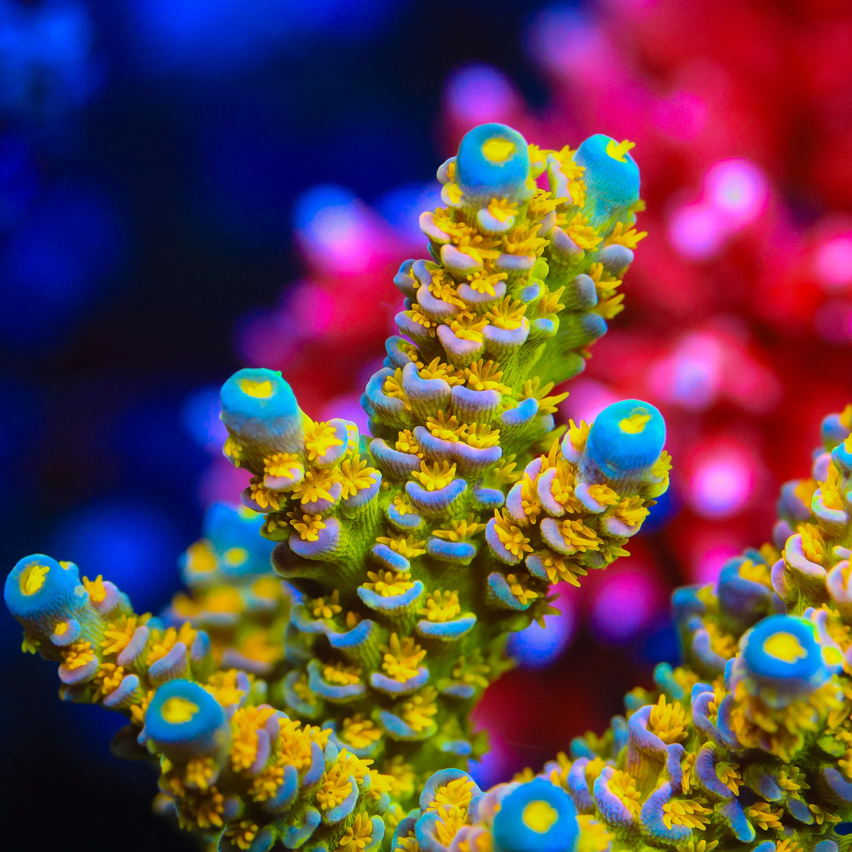 Walt Disney Tenuis Acropora Coral